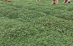 Cận cảnh cánh đồng rau hữu cơ lớn nhất miền Trung