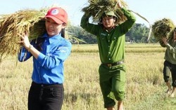 Thanh niên, công an cùng xuống đồng giúp dân gặt lúa chạy lũ 