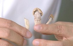 Nhận diện loại nấm ma túy nguy hiểm mới du nhập vào Việt Nam
