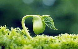 Chuyên gia dinh dưỡng: 'Mầm đậu nành rất tốt cho phụ nữ'