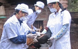 Đề phòng cúm gia cầm lây sang người dịp Tết