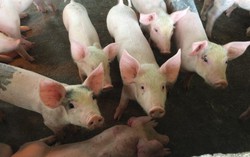 Giá lợn hơi tại miền Bắc giảm sâu vì dịch tả lợn châu Phi