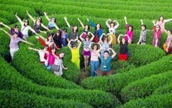 Mãn nhãn đồi chè xanh Mộc Châu 