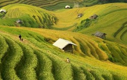 Ngất ngây mùa vàng Mù Cang Chải 