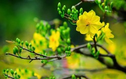 Điều bất ngờ trước thềm xuân