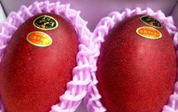 Xoài đỏ Nhật Bản giá 3 triệu đồng/kg vẫn hút khách Việt