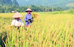 Đi cắt lúa thuê, một phụ nữ bị máy cuốn đứt rời cẳng tay