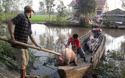 Sau vụ heo tiêm thuốc an thần: Giá thịt về gần đáy
