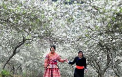 Lần đầu Sơn La có Lễ hội Hoa Ban