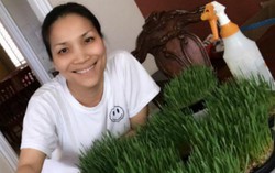 Hà Nội rộ phong trào trồng và ép nước cỏ uống 