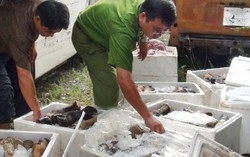 Đồng Nai: Dùng hóa chất tẩy trắng nội tạng bò 