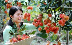 Tour về miền Tây giá chỉ từ 39.000 đồng tại Ngày hội Du lịch TPHCM