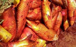 Cá lồng trên sông Bưởi tiếp tục chết bất thường