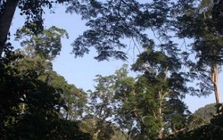 Rừng nghiến nghìn năm sót lại ở Hà Giang