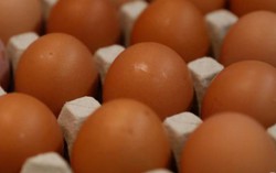 Nhật Bản lai tạo thành công gà đẻ trứng chữa bệnh với chi phí thấp