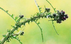 'Tôi không muốn người Việt mình dùng quá nhiều kháng sinh'