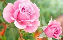 Tìm lại tình yêu đã mất nhờ sức mạnh của những bông hồng