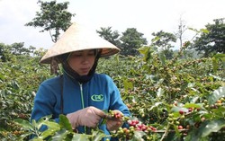 WEF ASEAN và ứng dụng cách mạng công nghệ 4.0 vào sản xuất nông nghiệp