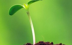 Chiến thắng bằng mới mẻ, khác biệt