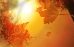 Ám ảnh 'Không còn mùa thu'