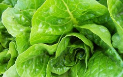 Mỹ: Rau diếp nhiễm khuẩn E.Coli được trồng ở California