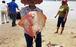 Cá chết trắng bờ biển do có độc trong nước