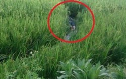 Bẫy điện bắt chuột lại làm chết người 