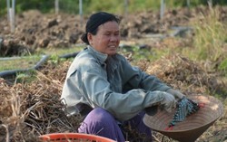 Cận cảnh hạn chưa từng có 100 năm qua ở ĐBSCL