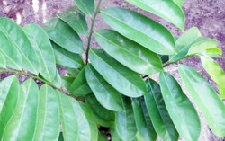 Bị biến chứng đái tháo đường, bệnh nhân tự đắp lá điều trị phải nhập viện cấp cứu