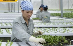 'Phao cứu sinh' của nông sản sạch