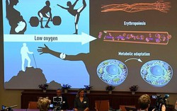 Cơ chế cảm biến oxy mở hướng mới về điều trị bệnh ung thư