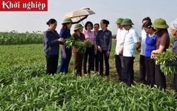 Trăn trở tìm cách làm giàu từ đất