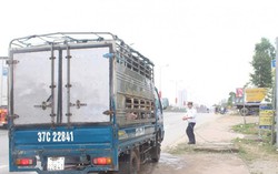 Nghệ An: Xuất hiện dịch tả lợn châu Phi