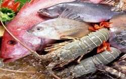 7,9% mẫu thủy sản có chất cấm vượt ngưỡng