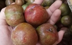 Cách phân biệt mận Việt Nam và mận Trung Quốc