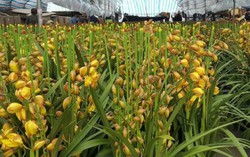 Hoa lan Trung Quốc tràn ngập thị trường Tết Hà Nội