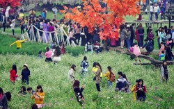 Thung lũng hoa nát tan vì miễn phí