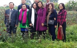 Hợp tác xã thành công với cây lúa sạch