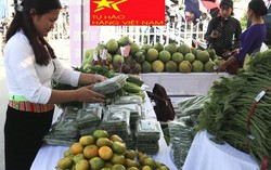 Xây dựng, nhân rộng mô hình sản xuất, kinh doanh nông sản thực phẩm an toàn mang thương hiệu Hội