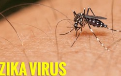Bệnh nhân bị Zika ở Phú Yên nhiễm virus trong nước