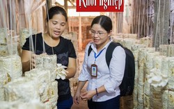 Vay vốn vi mô khởi nghiệp với mô hình trồng nấm