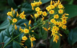 Cứu sống nữ nạn nhân ngộ độc vì ăn lá ngón