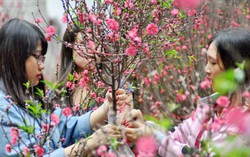 Lẳng lặng… sắm Tết