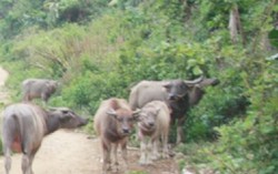 'Trâu điên' qua mặt thợ săn 