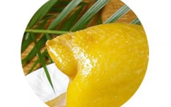 Độc hại như phao câu gà