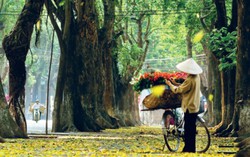 Hà Nội rực vàng mùa cây thay lá