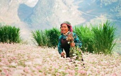 Sắp có Lễ hội hoa tam giác mạch Hà Giang lần 2
