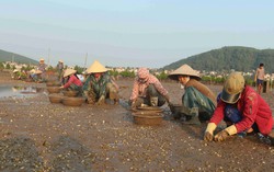 Nông dân Nghệ An điêu đứng vì ngao, cá, hàu chết hàng loạt