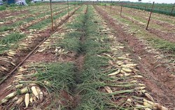 Những địa chỉ dự kiến bán hàng trong chiến dịch "giải cứu" củ cải