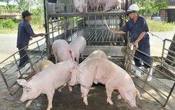 Hỗ trợ người chăn nuôi bị dịch tả lợn châu Phi mức cao nhất